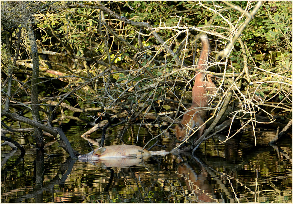 Rotfuchs mit totem Fisch, Naturpark Maas-Schwalm-Nette