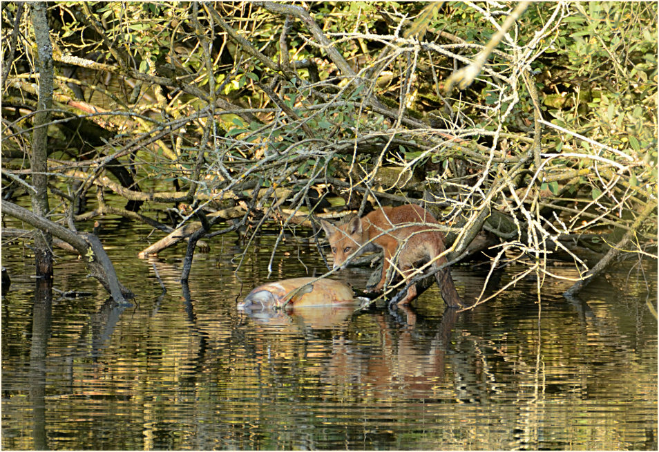 Rotfuchs mit totem Fisch, Naturpark Maas-Schwalm-Nette