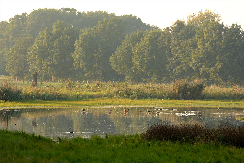 Rohrdommelprojekt, Naturpark Maas-Schwalm-Nette