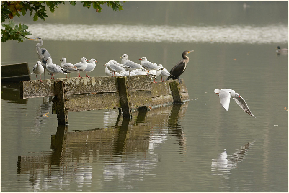 Wasservögel Krickenbecker Seen, Naturpark Maas-Schwalm-Nette