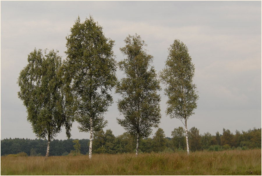Lüsekamp, Naturpark Maas-Schwalm-Nette