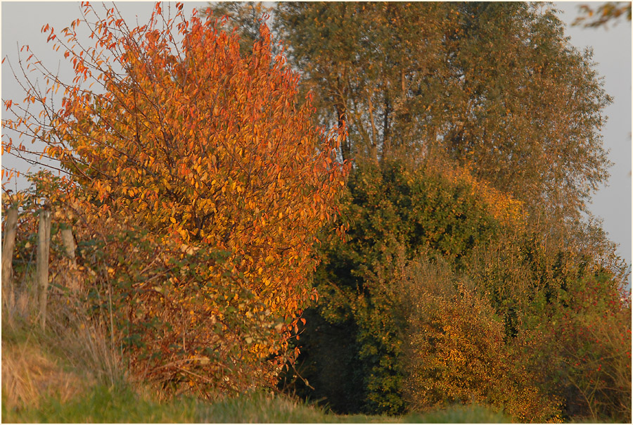 Herbst am Rückhaltebecken nähe Flughafen Düsseldorf
