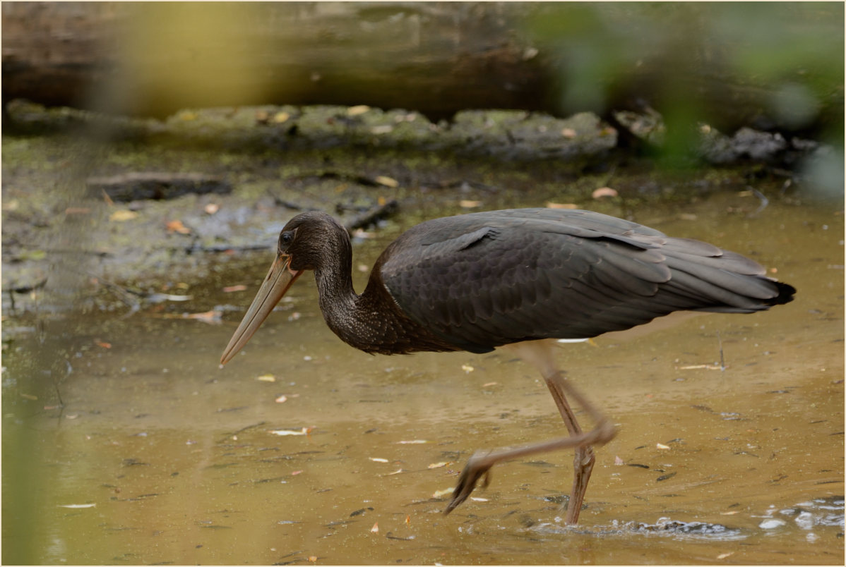 Schwarzstorch (Ciconia nigra)