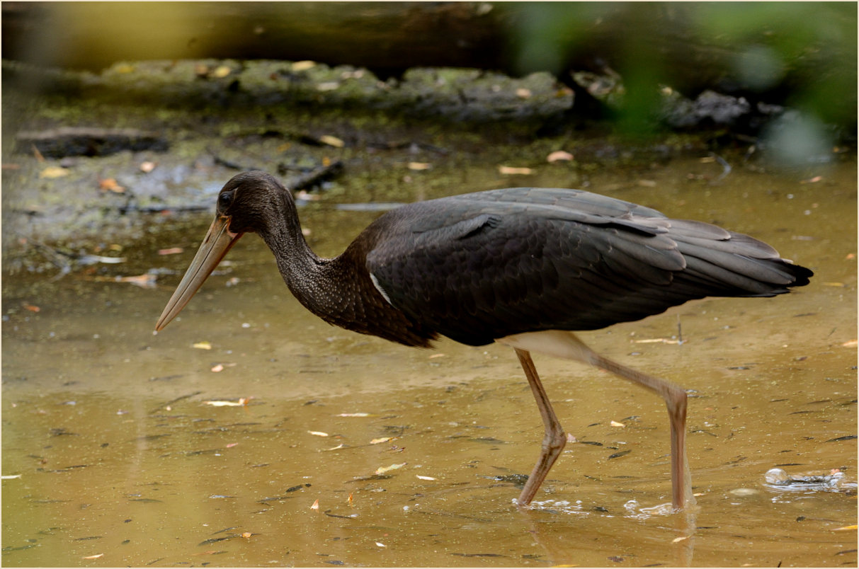 Schwarzstorch (Ciconia nigra)