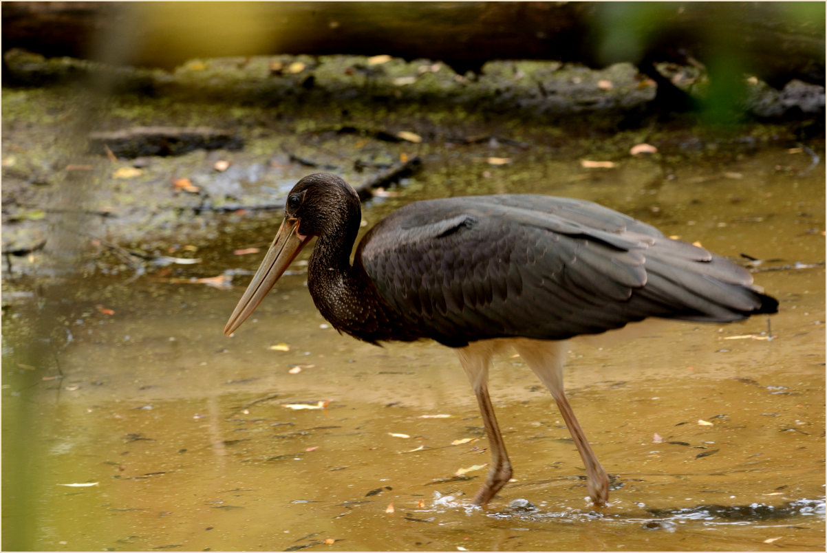 Schwarzstorch (Ciconia nigra)