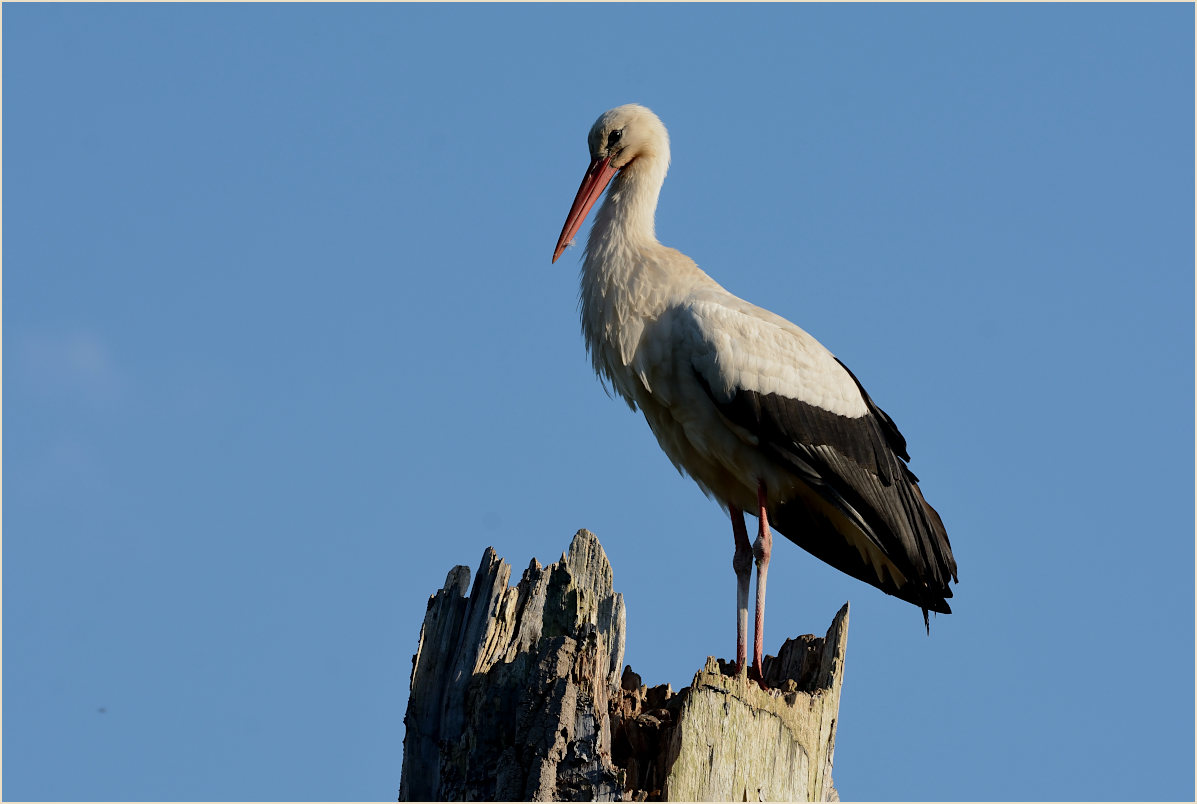 Wei&szlig;storch (Ciconia ciconia)