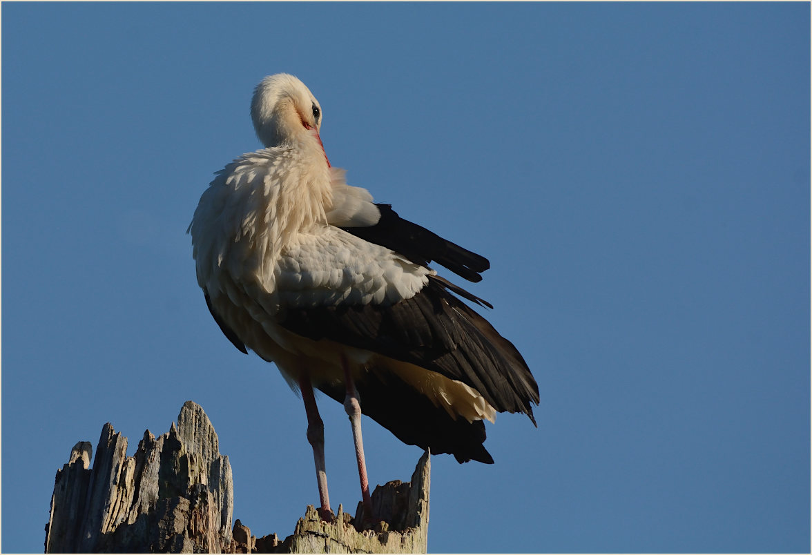 Wei&szlig;storch (Ciconia ciconia)