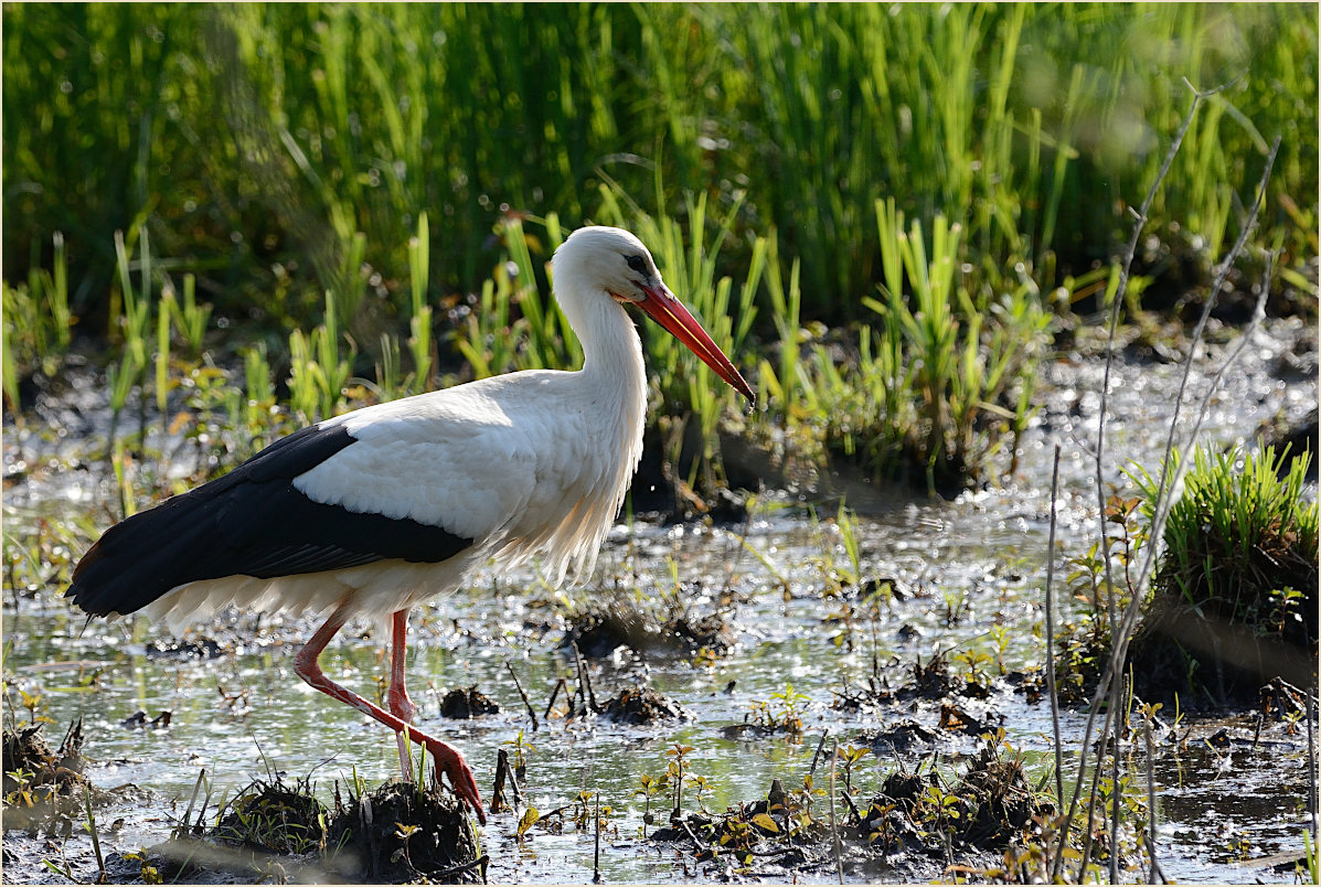 Wei&szlig;storch (Ciconia ciconia)