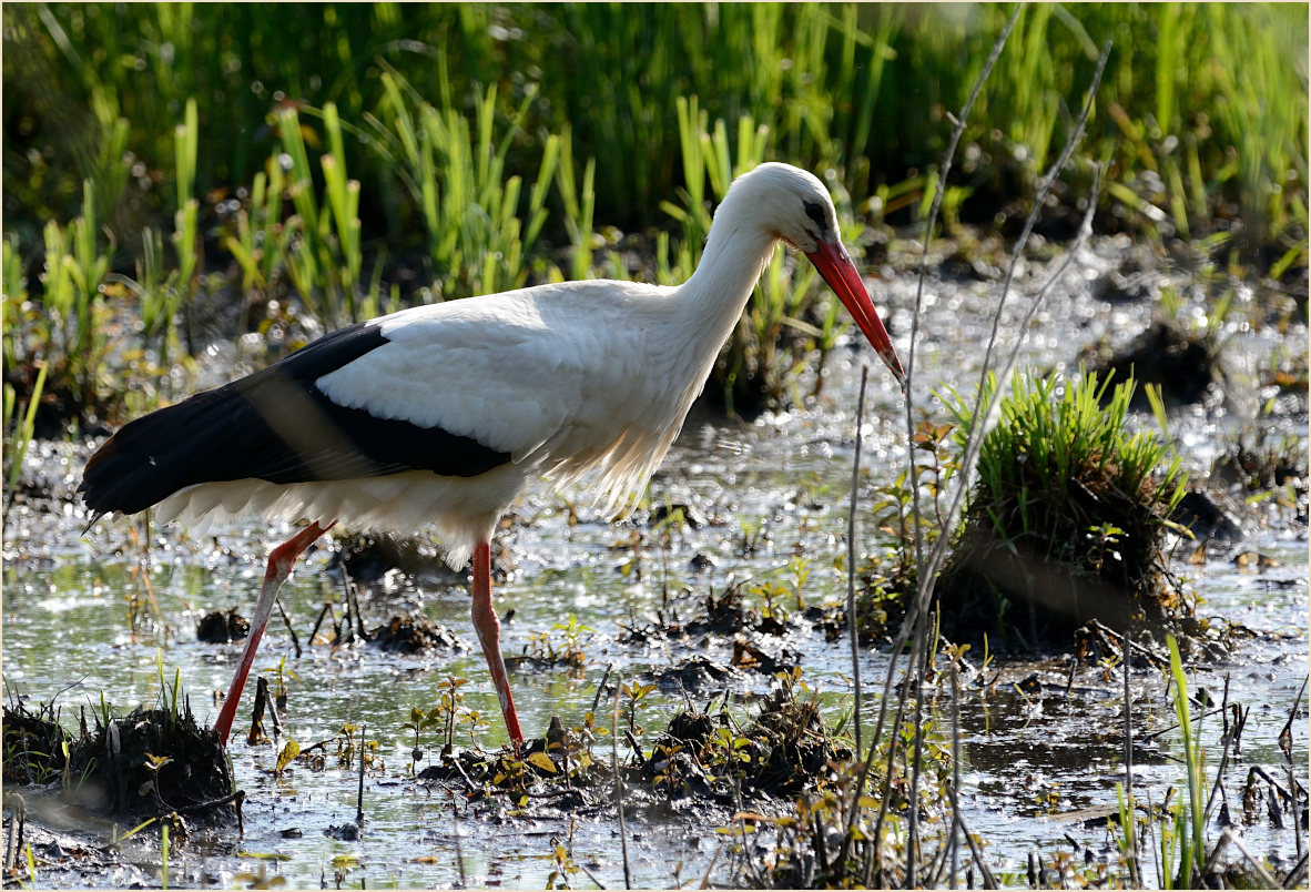 Wei&szlig;storch (Ciconia ciconia)