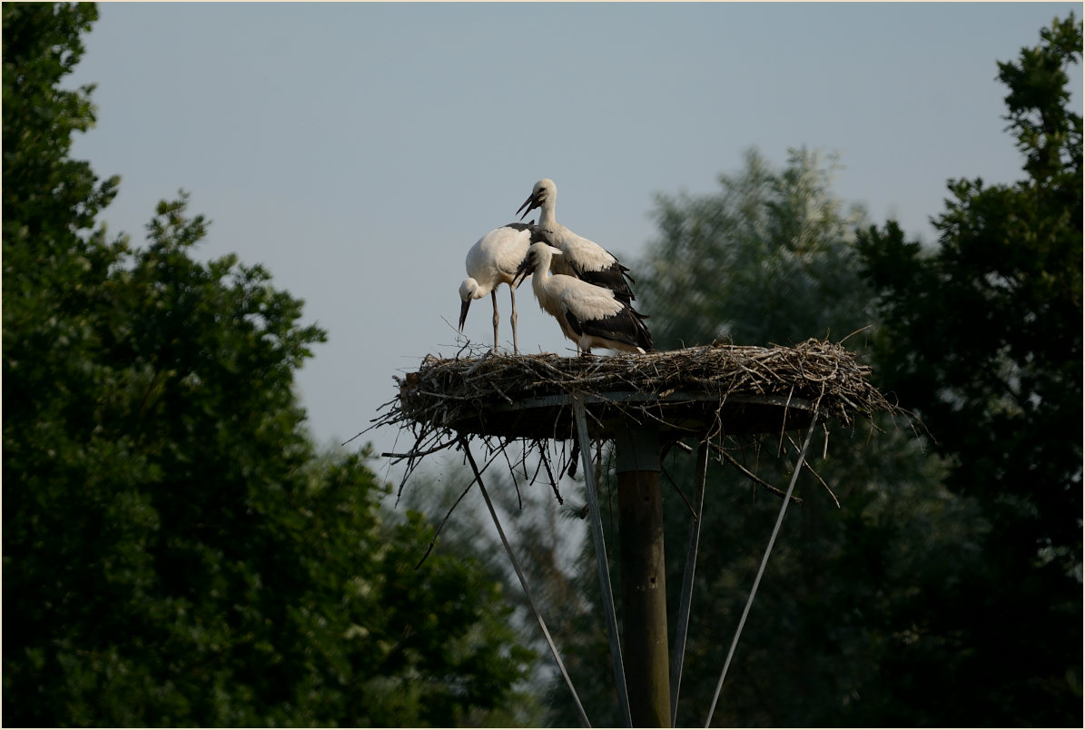Wei&szlig;storch (Ciconia ciconia)