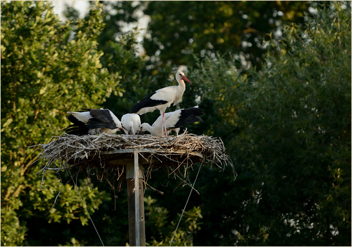 Wei&szlig;storch (Ciconia ciconia)