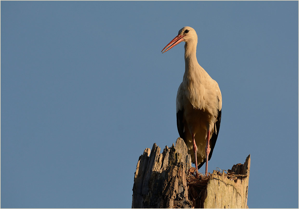 Wei&szlig;storch (Ciconia ciconia)