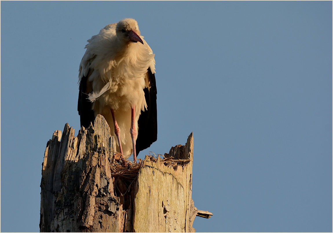 Wei&szlig;storch (Ciconia ciconia)