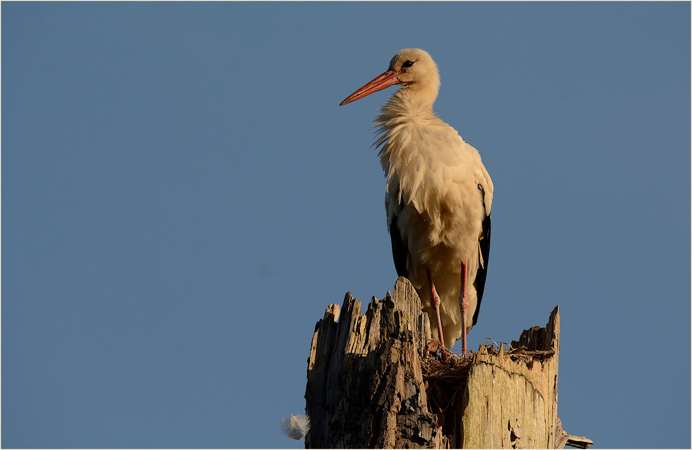 Wei&szlig;storch (Ciconia ciconia)