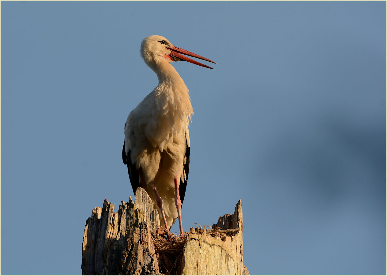Wei&szlig;storch (Ciconia ciconia)
