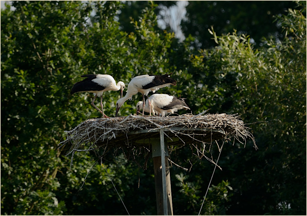 Wei&szlig;storch (Ciconia ciconia)