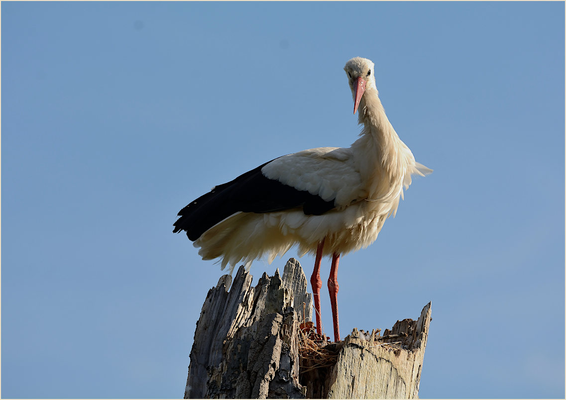 Wei&szlig;storch (Ciconia ciconia)