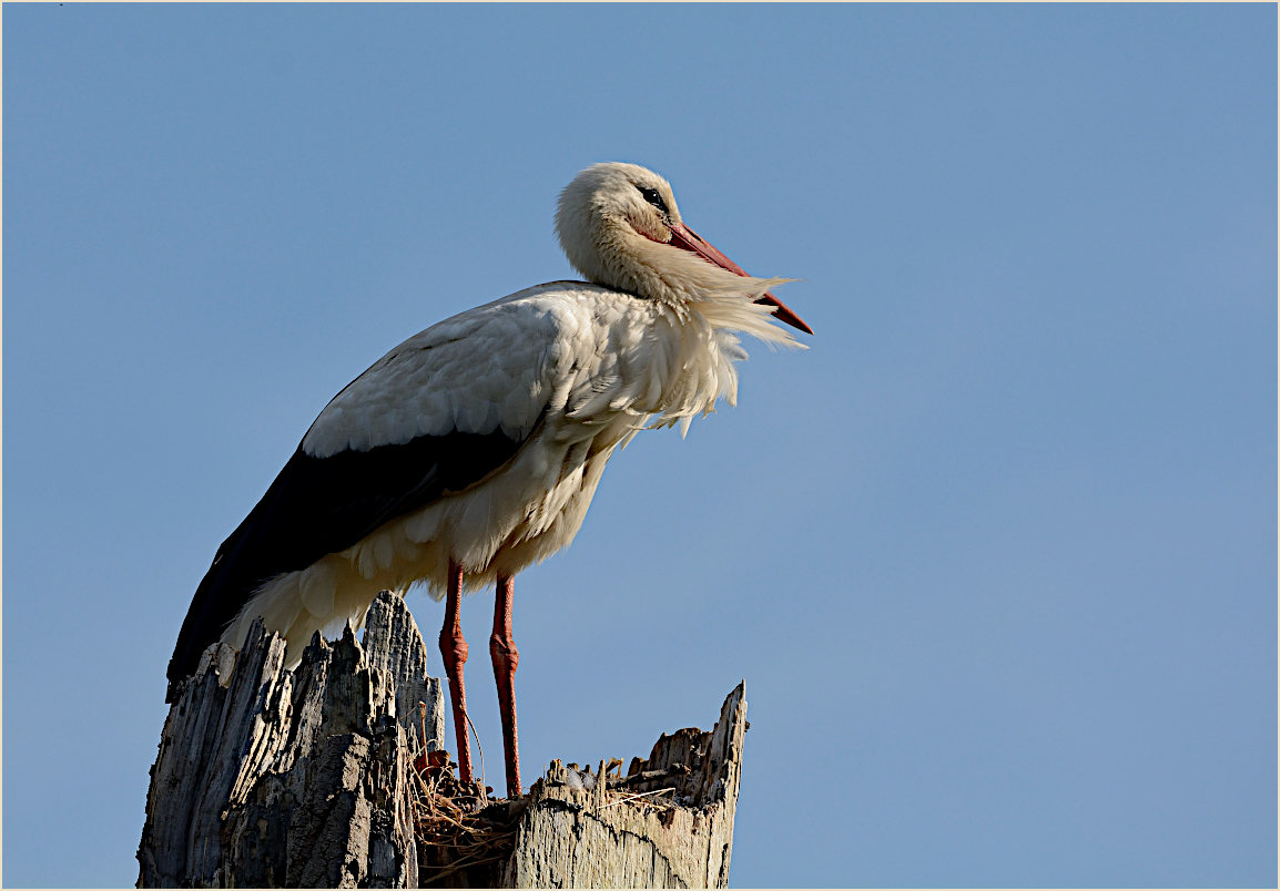 Wei&szlig;storch (Ciconia ciconia)