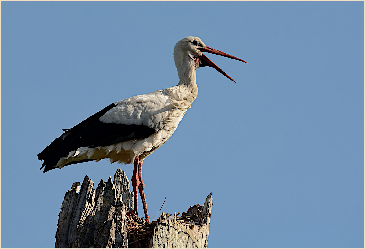Wei&szlig;storch (Ciconia ciconia)