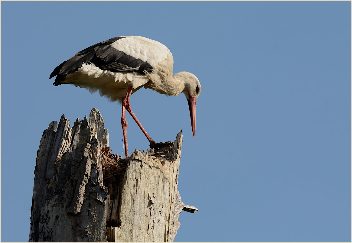 Wei&szlig;storch (Ciconia ciconia)