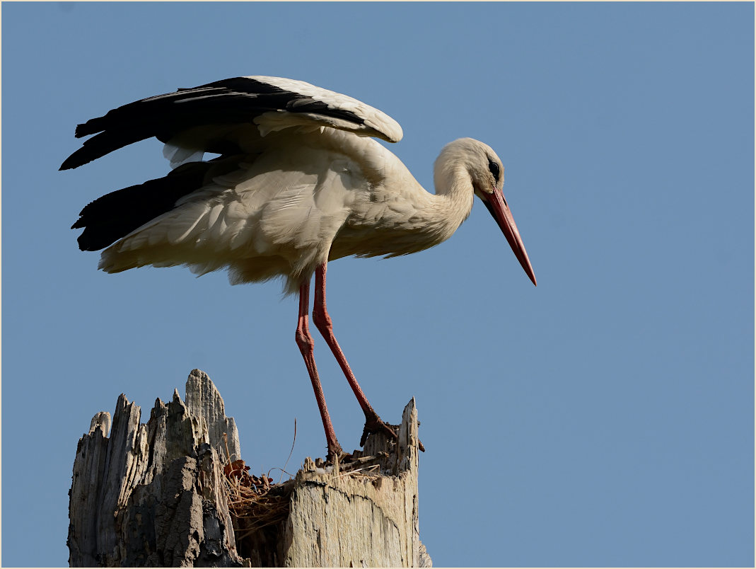 Wei&szlig;storch (Ciconia ciconia)