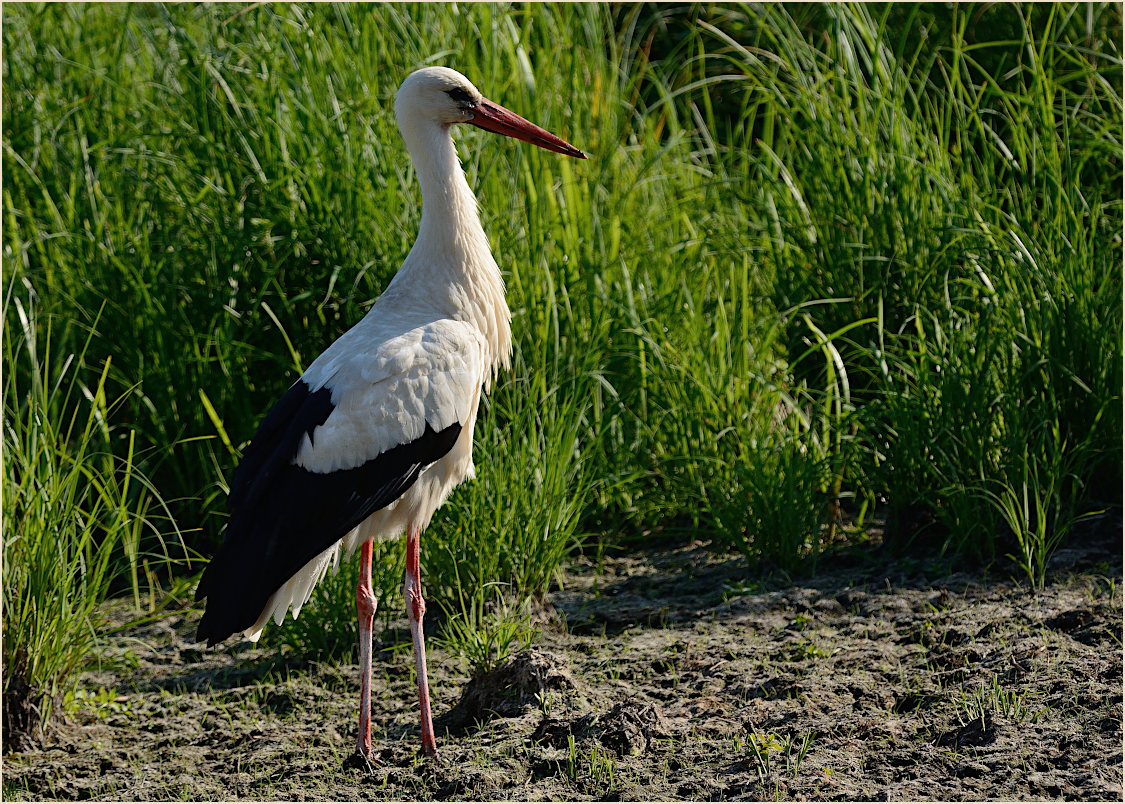 Wei&szlig;storch (Ciconia ciconia)