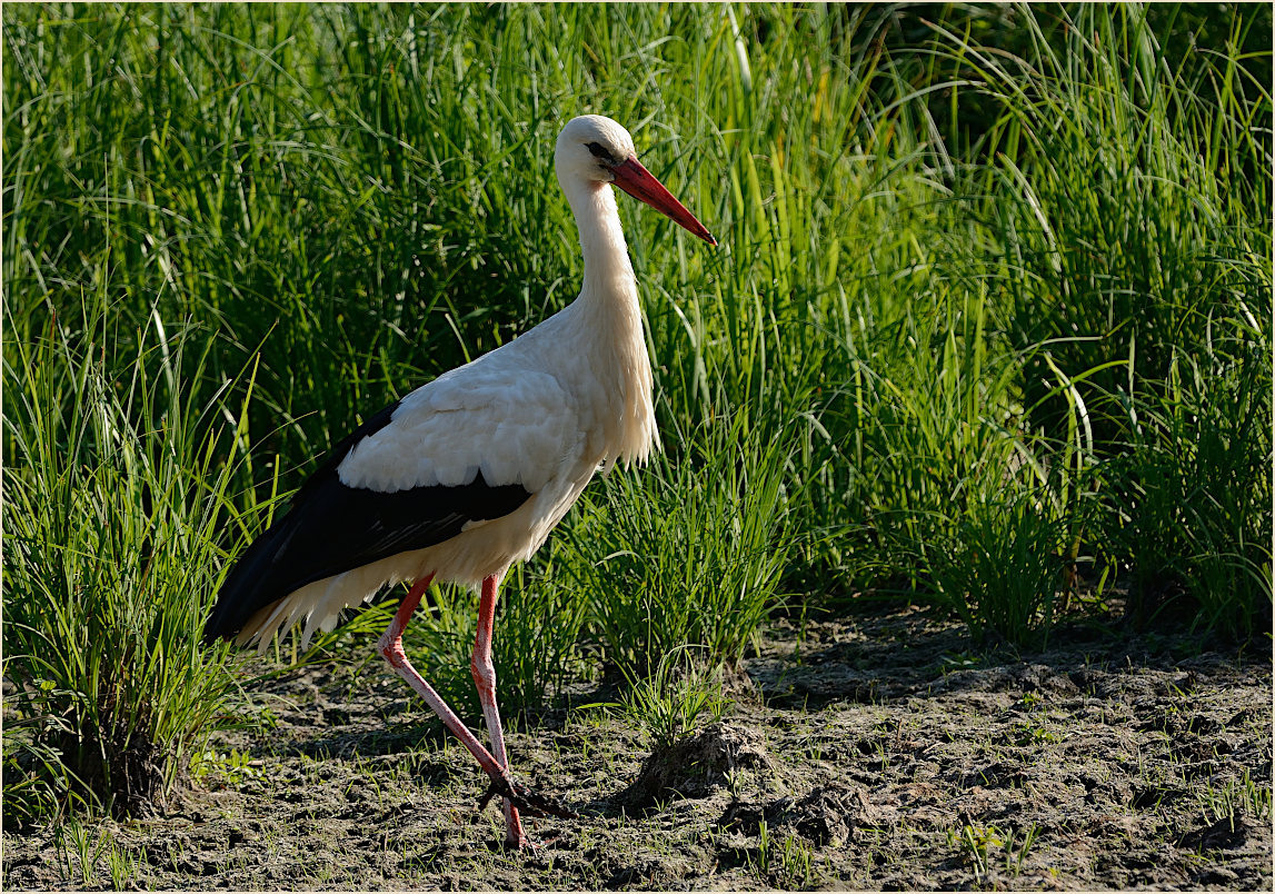 Wei&szlig;storch (Ciconia ciconia)