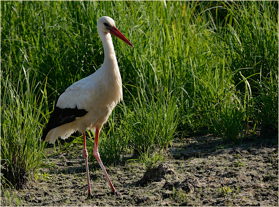 Wei&szlig;storch (Ciconia ciconia)