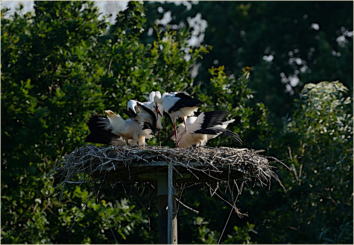 Wei&szlig;storch (Ciconia ciconia)