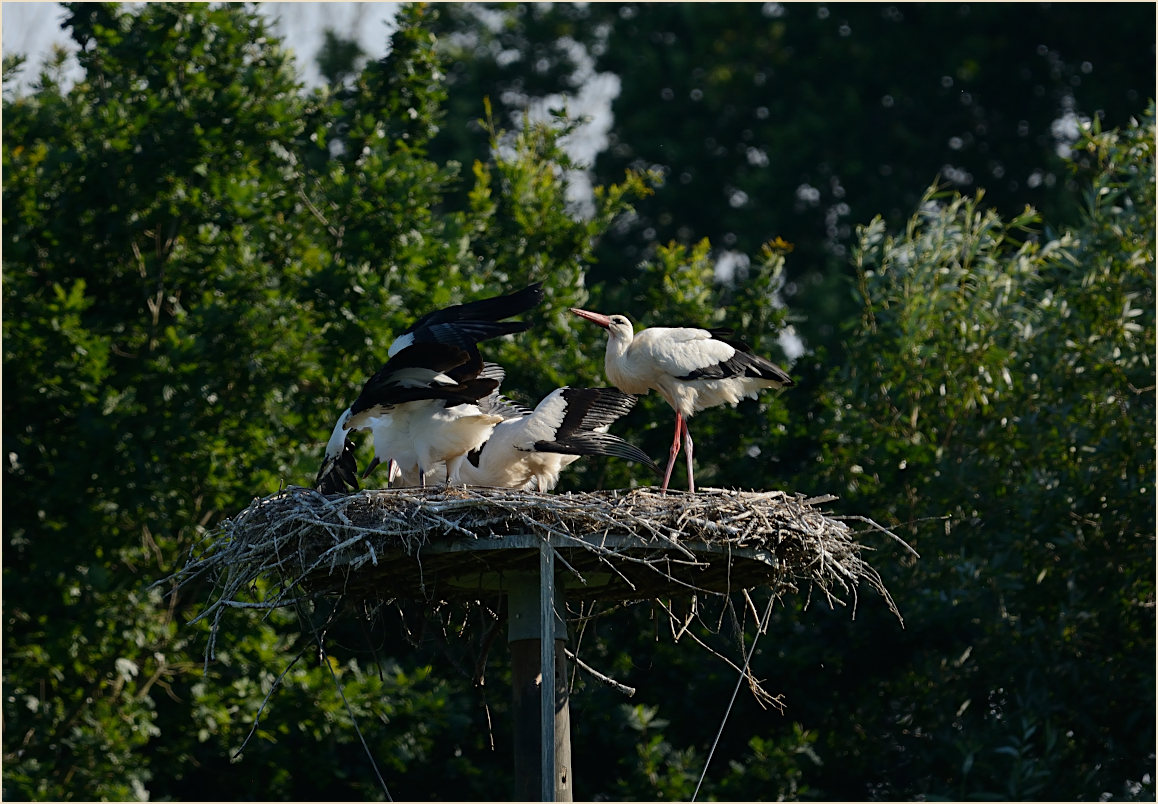 Wei&szlig;storch (Ciconia ciconia)