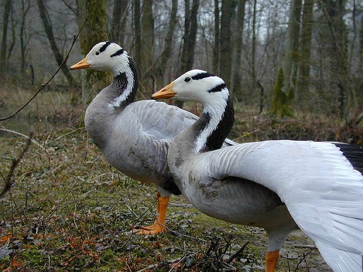 Streifengans (Anser indicus)