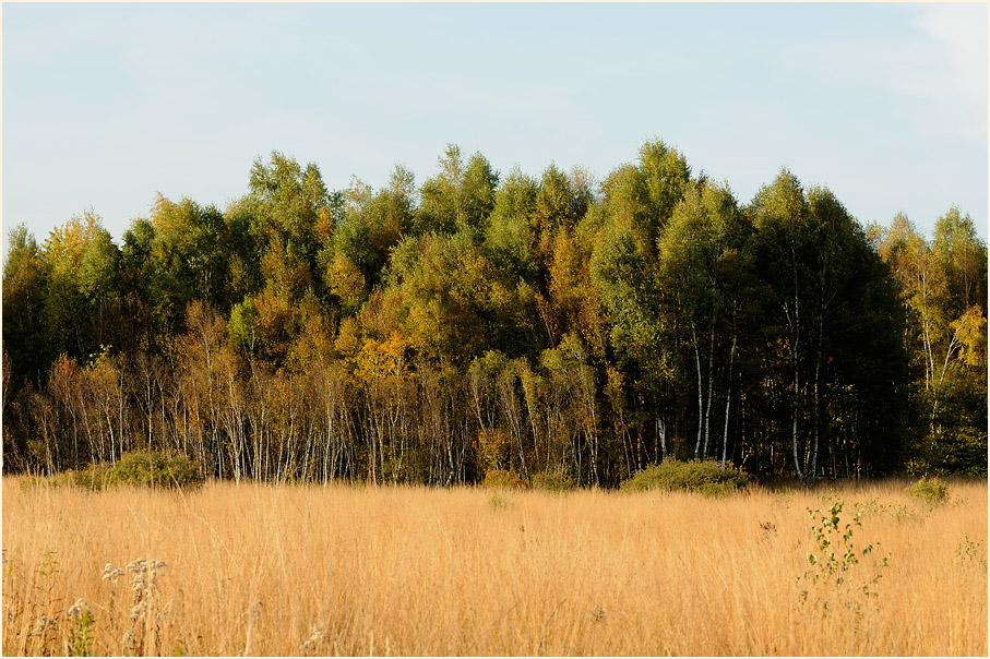 Herfeldmoor im Herbst, Wahner Heide