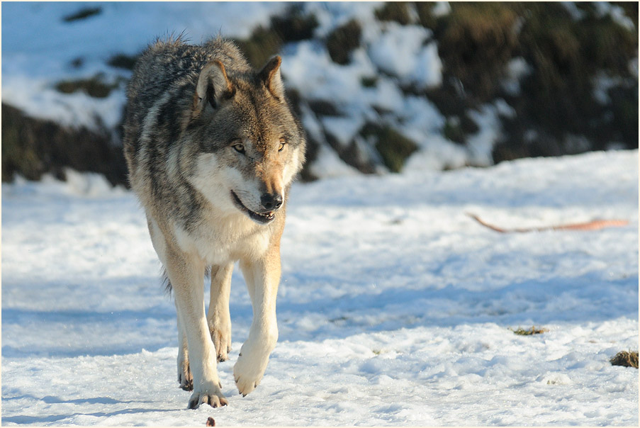 Wolf im Wildpark bei Sababurg