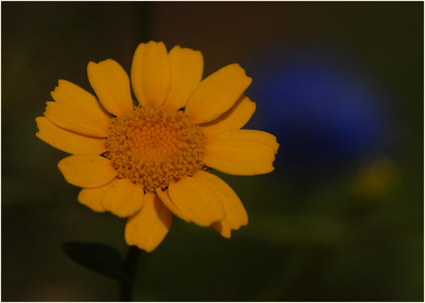 Saat-Wucherblume (Chrysanthemum segetum)