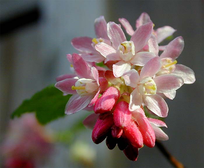 Zierjohannisbeere (Ribes sanguineum)